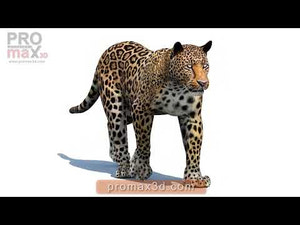 Lifelike Leopard 3d Model Walk and Run Animations Thumbnail