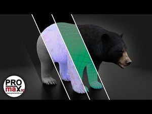 Game Ready Black Bear 3D Model for Download - 360 Turntable View Thumbnail