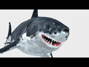Animated Great White Shark 3D Model Thumbnail
