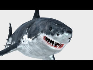 Animated Great White Shark 3D Model Thumbnail