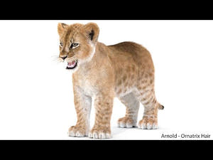 Realistic Lion Cub 3D Model with Fur for Download 360 View Thumbnail