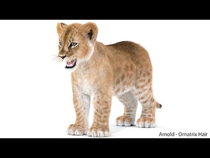 Lion Cub 3d Model Fur