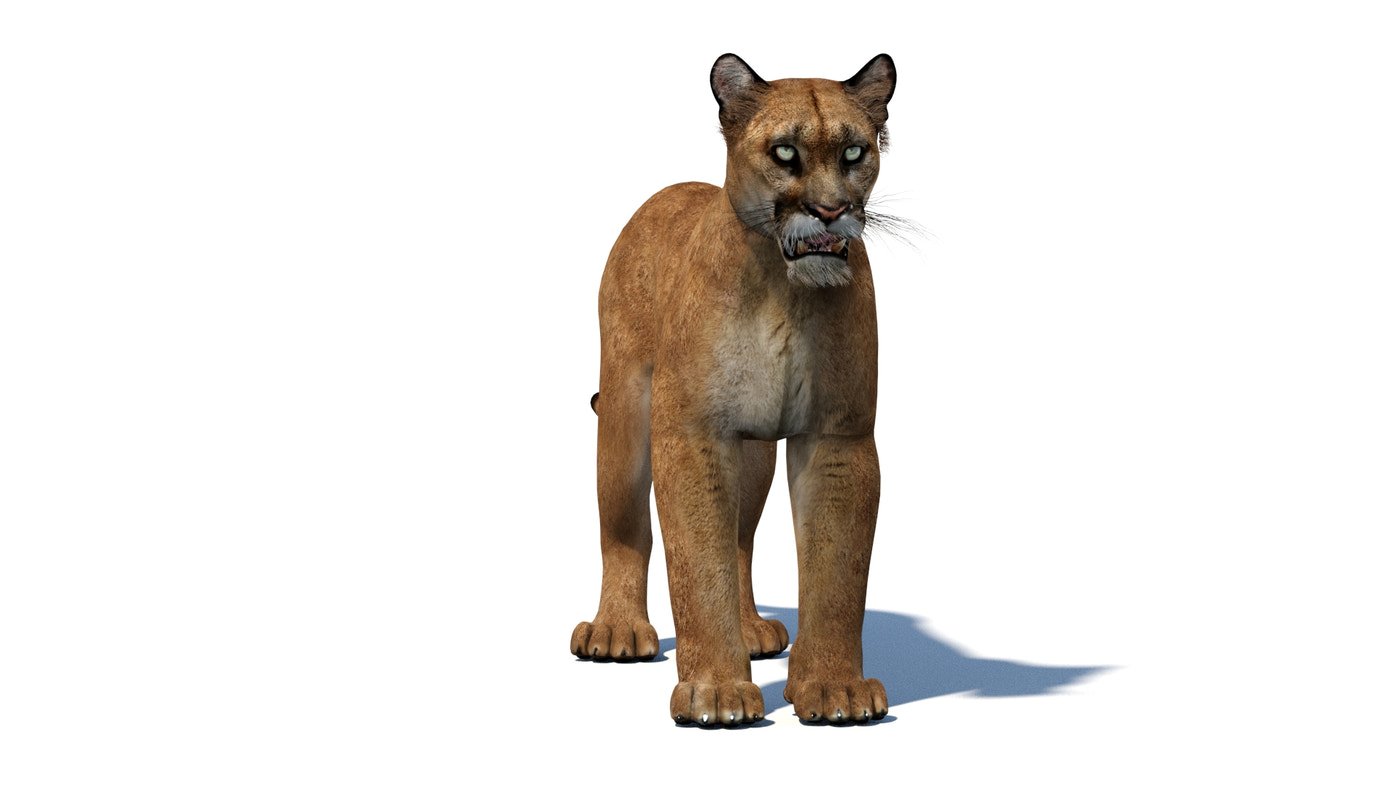 Game-Ready Puma 3D Model - Textured - 360 Degree View