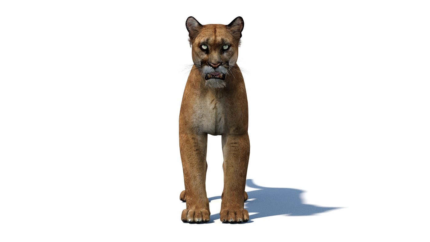 Big Cats 03 3D Model - 360 Degree View