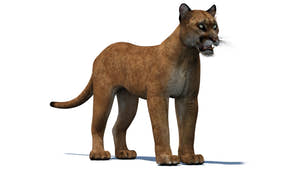 Realistic puma animal 3D model Thumbnail