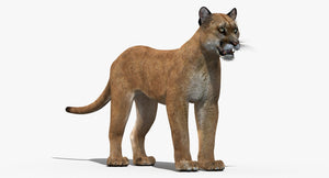 Puma animal 3D model Thumbnail