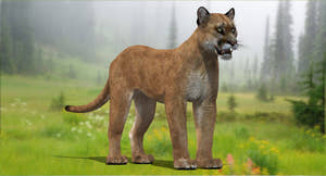 Realistic puma animal 3D model for download Thumbnail