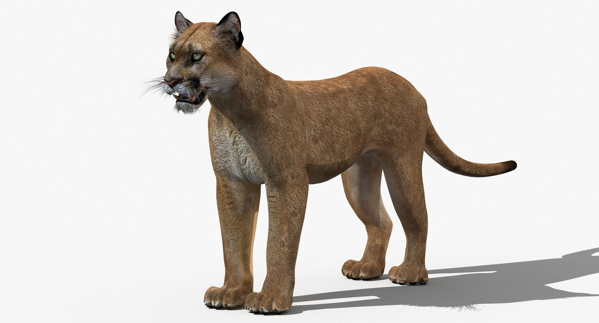 Realistic puma animal 3D model