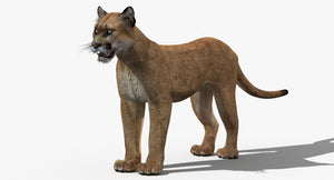 Realistic puma animal 3D model Thumbnail