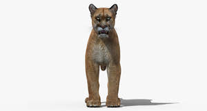 Puma 3D Model Thumbnail