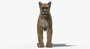 Game-Ready Puma 3D Model - Textured Thumbnail