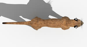 Game-Ready Puma 3D Model - Textured Thumbnail