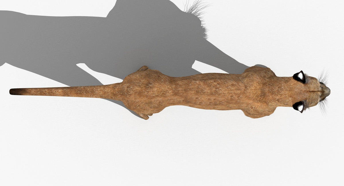 Game-Ready Puma 3D Model - Textured