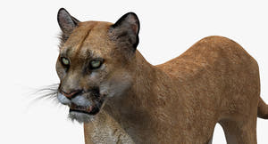 Game-Ready Puma 3D Model - Textured Thumbnail