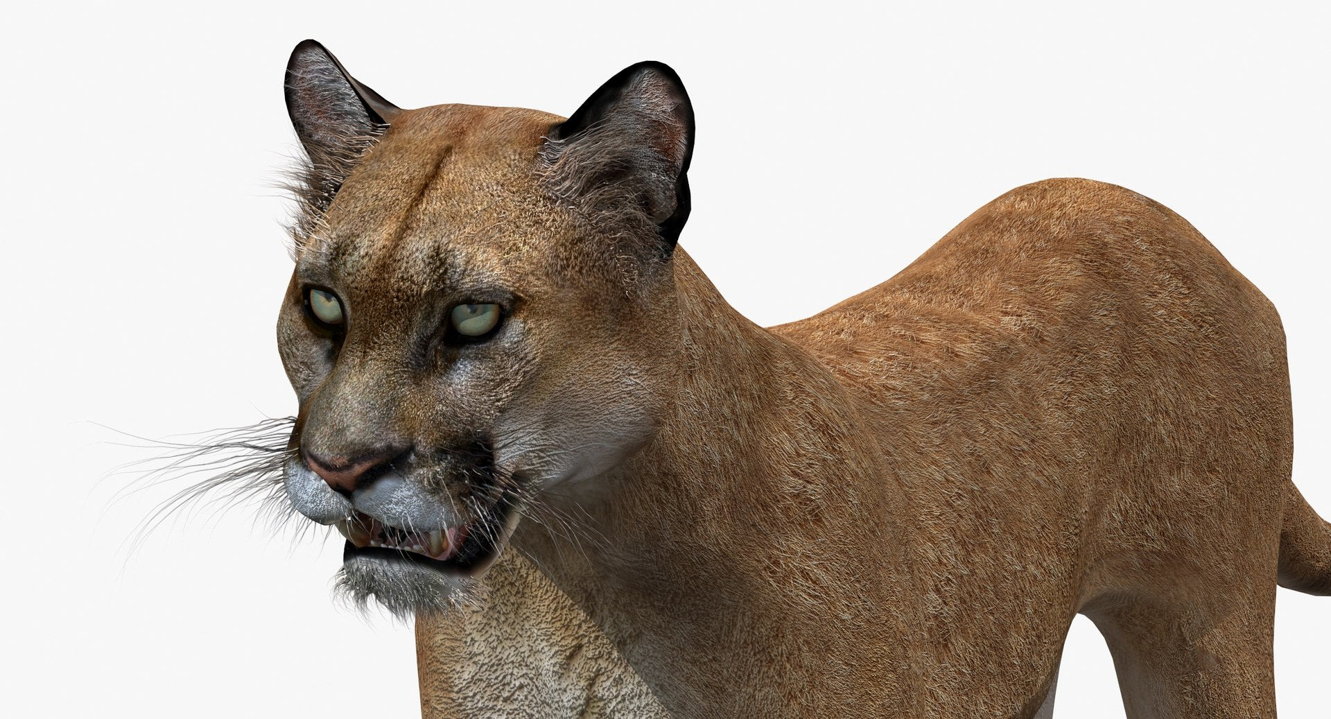 Puma 3D Model