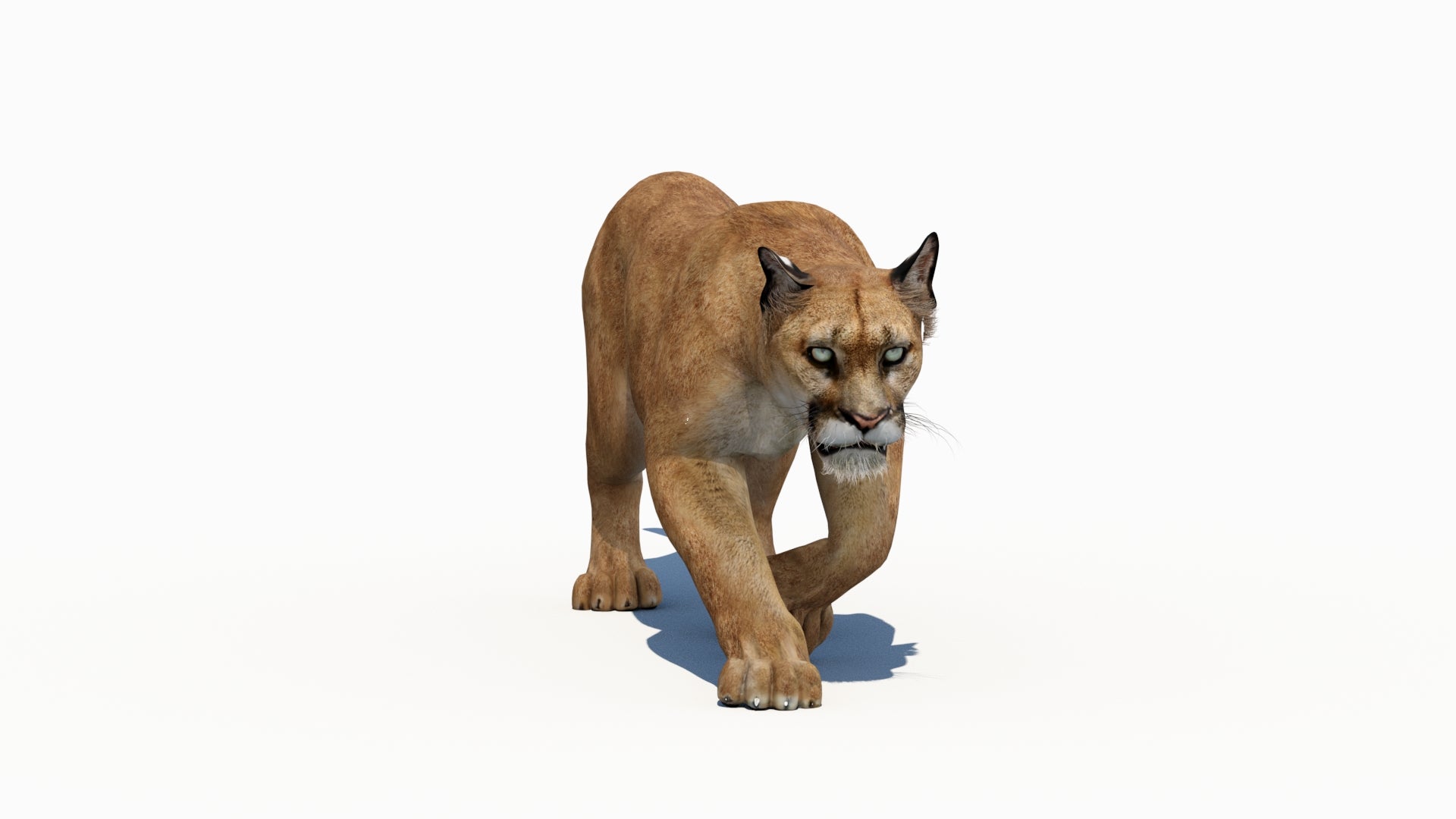Puma Animated 3D Model - 360 Degree View