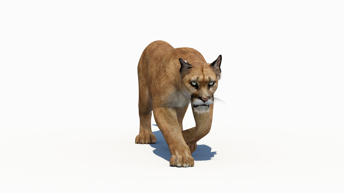 Animated Puma 3D Model - Low-Poly - 360 Degree View