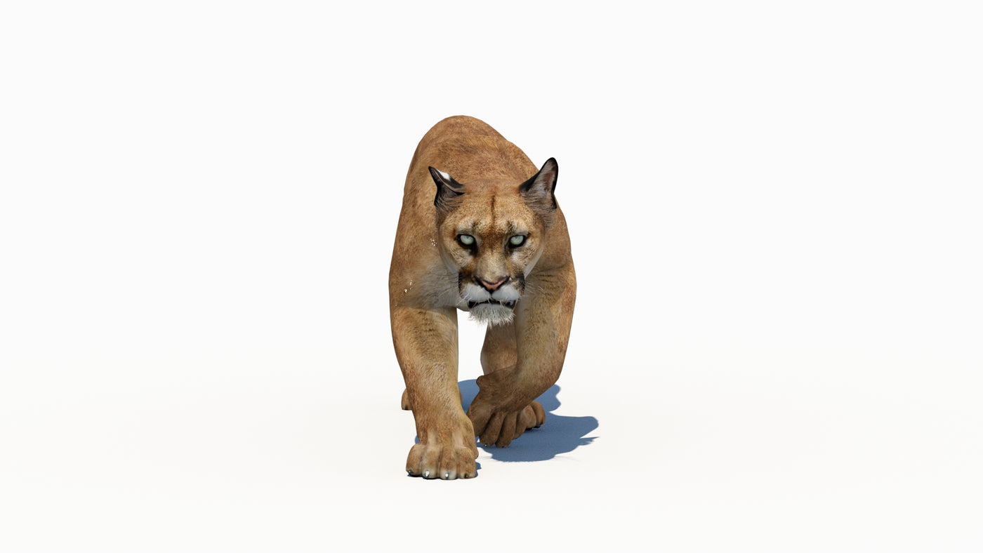 Puma Animated 3D Model - 360 Degree View