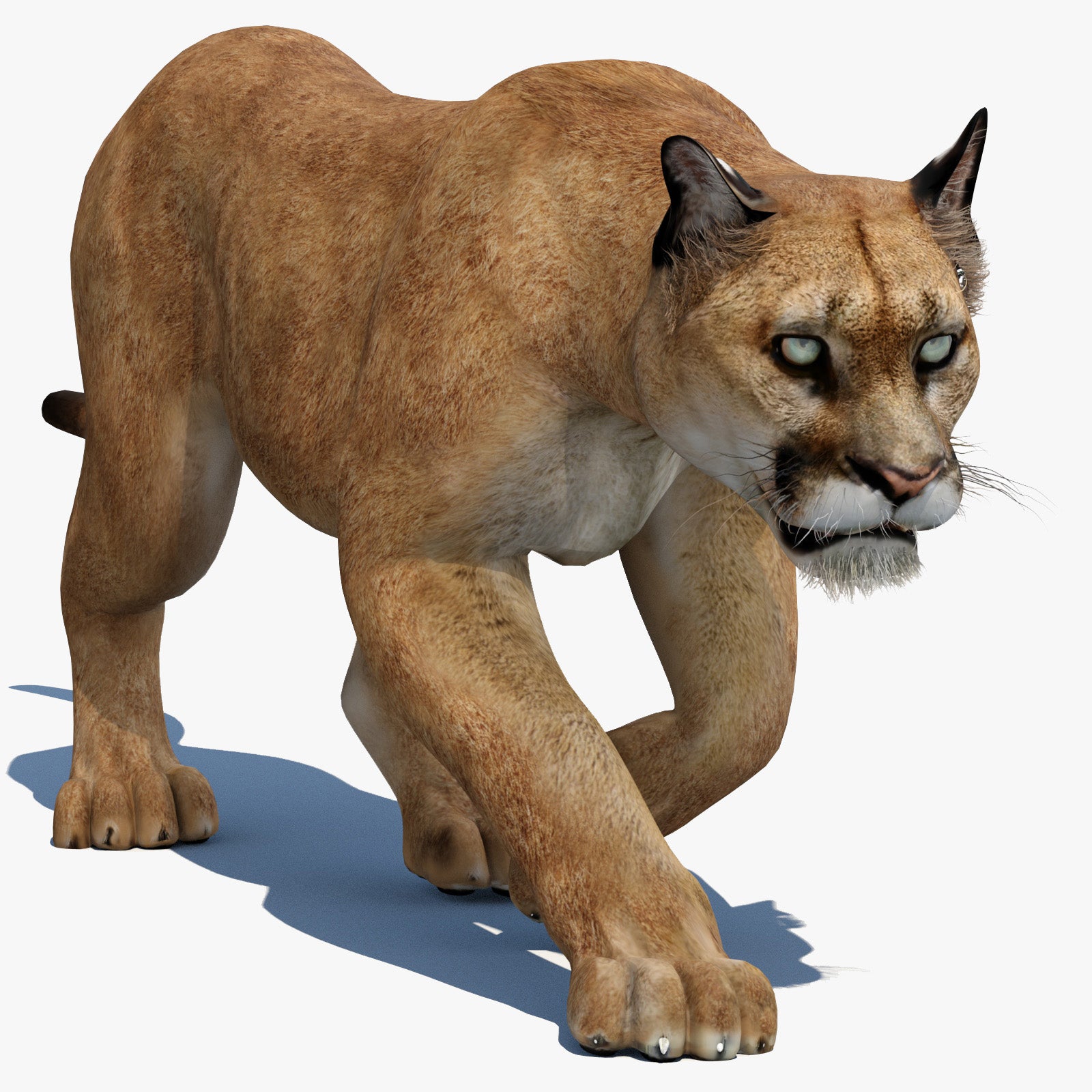 Animated Puma 3D Model