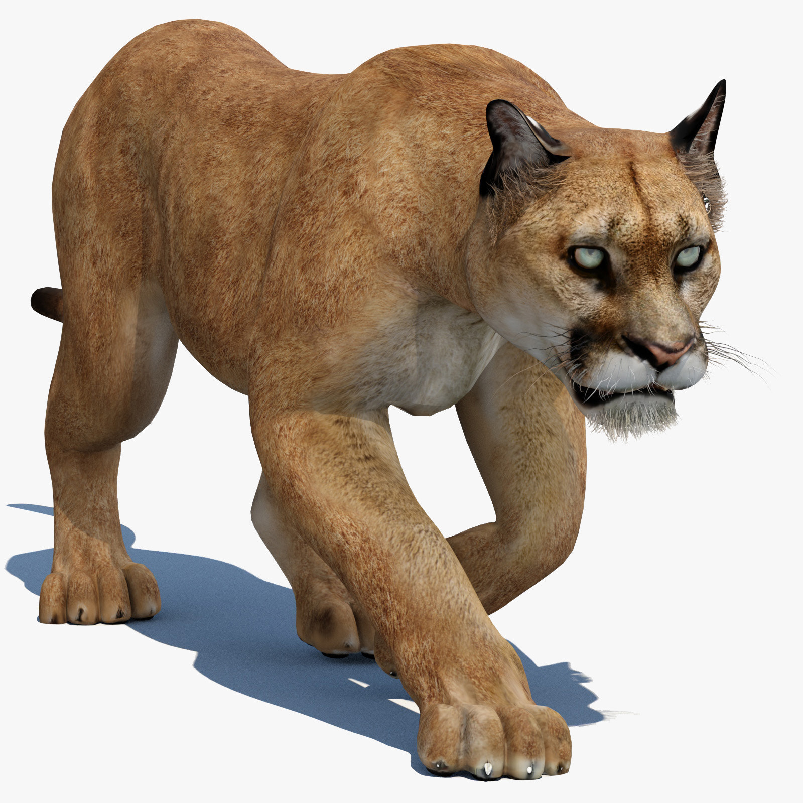 Animated Puma 3D Model