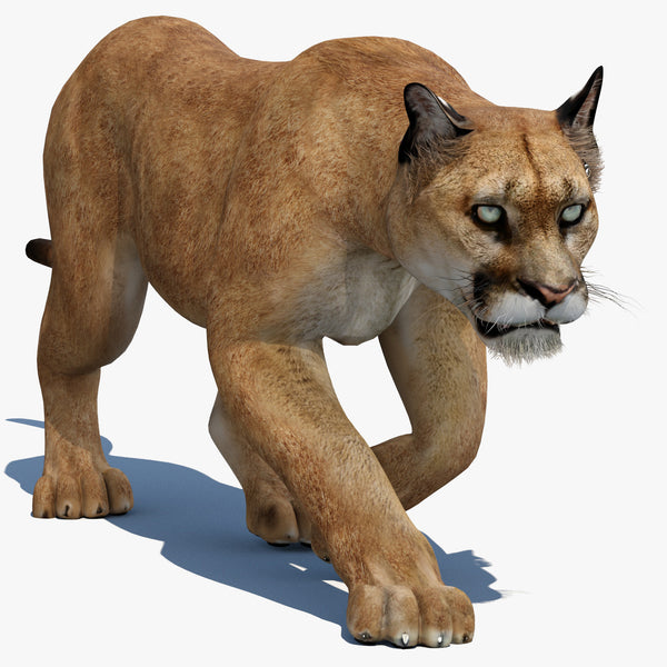 Puma Animated 3D Model