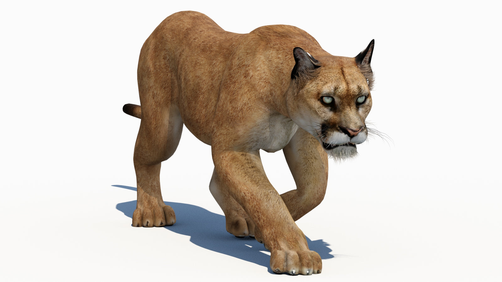 Animated cougar 3D Model