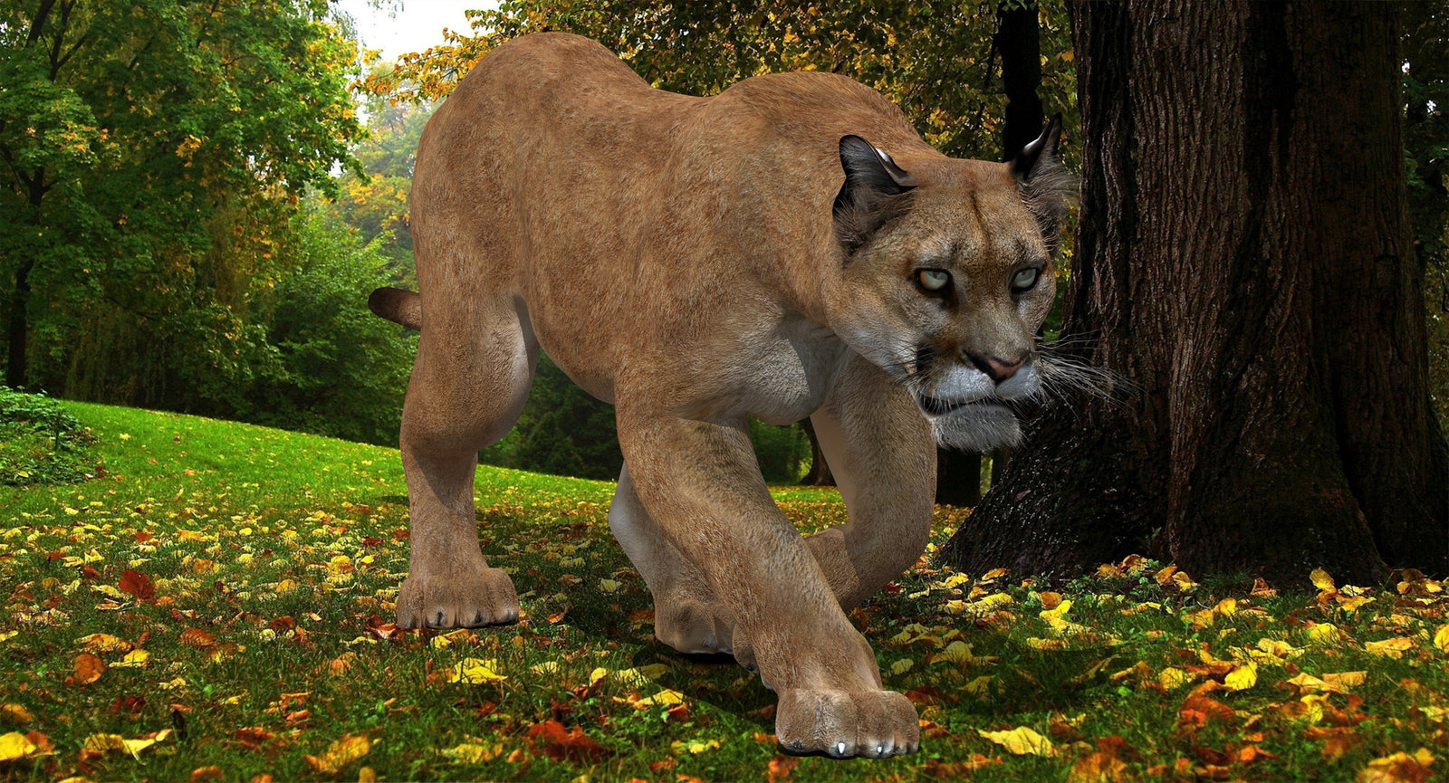 Realistic cougar 3D model for download