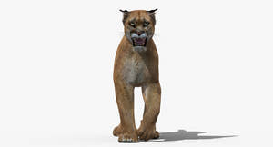 Puma Animated 3D Model Thumbnail