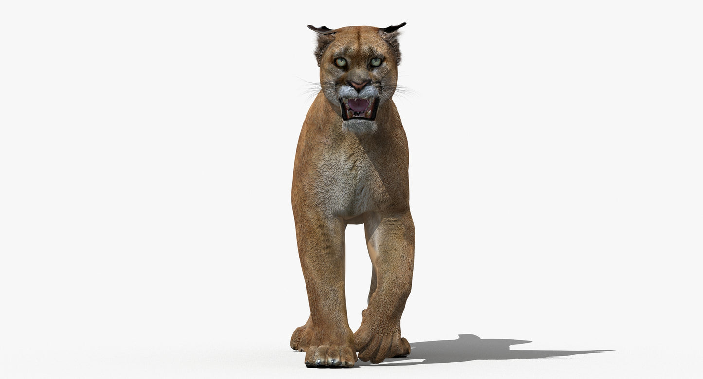 Puma Animated 3D Model