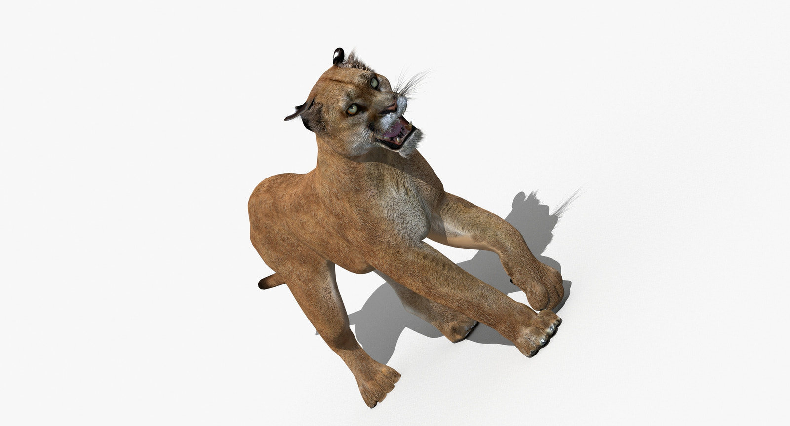 Puma Animated 3D Model