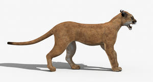 Animated Puma 3D Model - Low-Poly Thumbnail