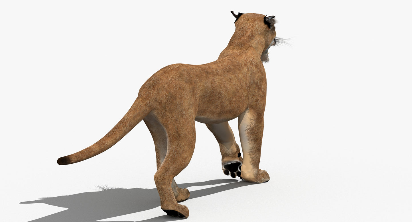 Puma Animated 3D Model