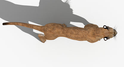 Puma Animated 3D Model