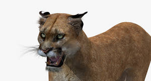 Puma Animated 3D Model Thumbnail