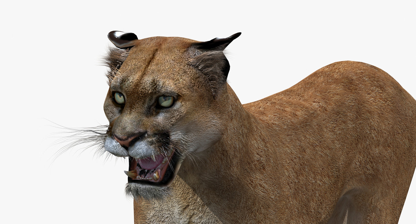 Puma Animated 3D Model