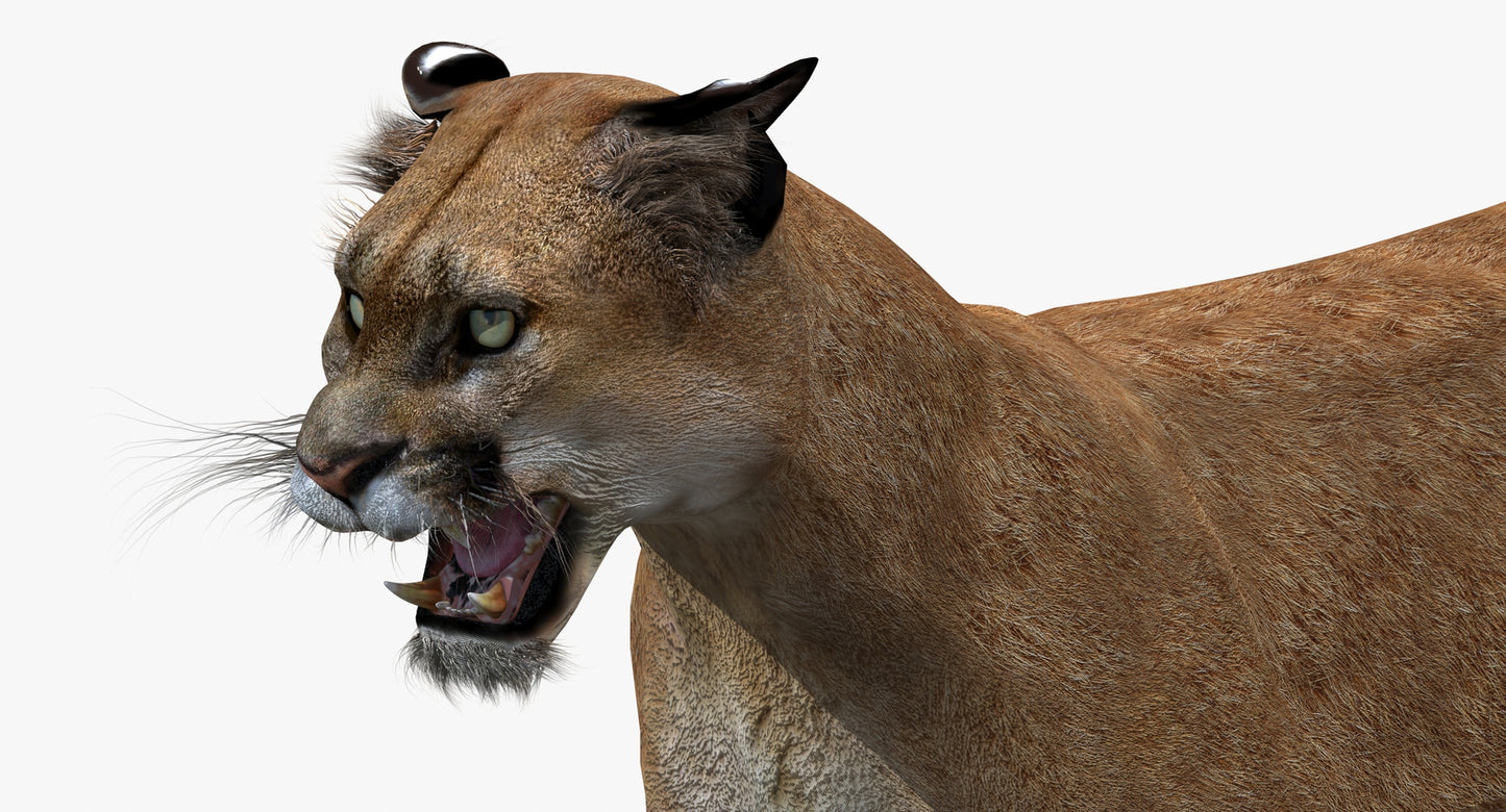 Puma Animated 3D Model