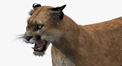 Puma Animated 3D Model