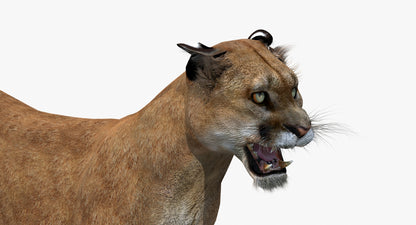 Puma Animated 3D Model