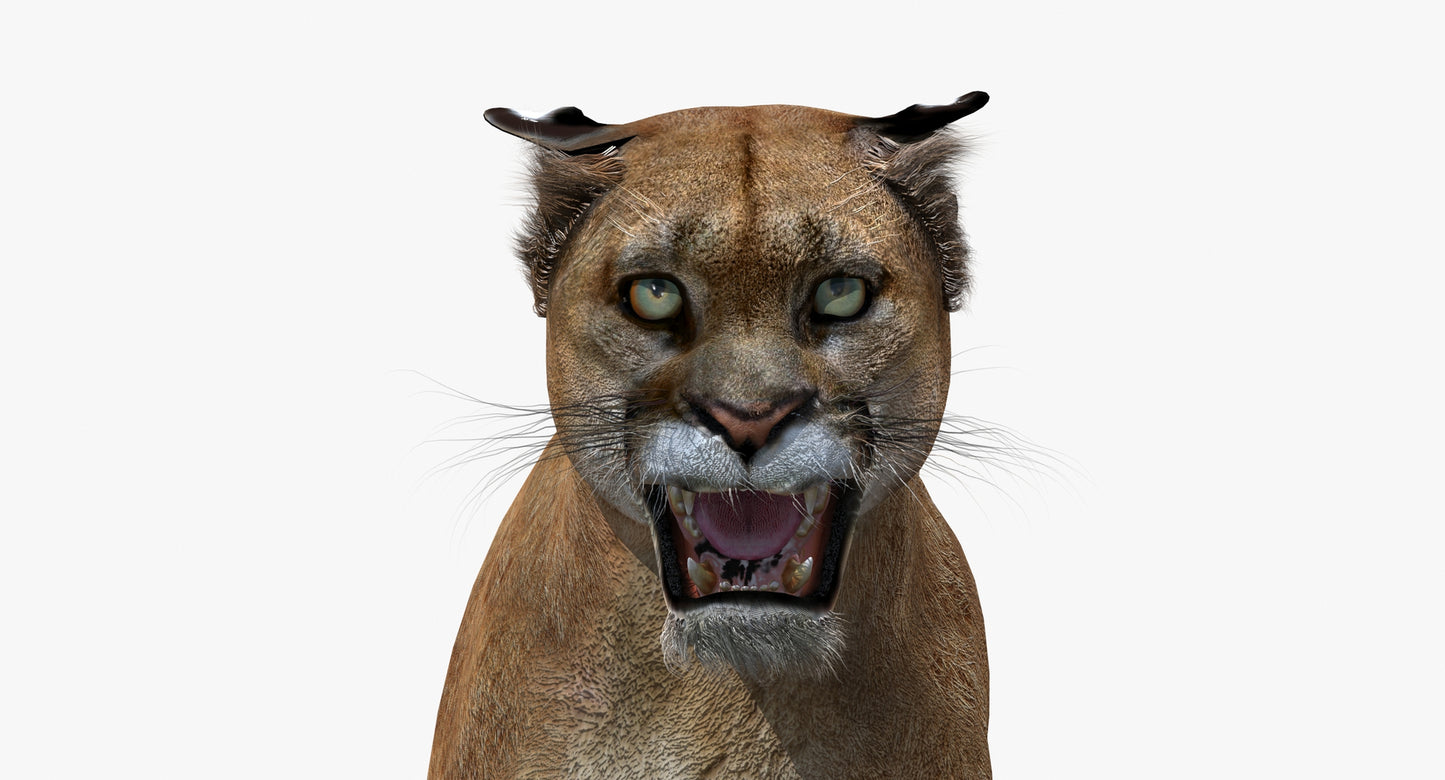 Puma Animated 3D Model
