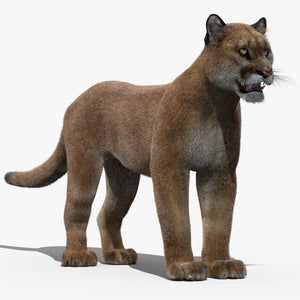 Puma Fur 3D Model Thumbnail