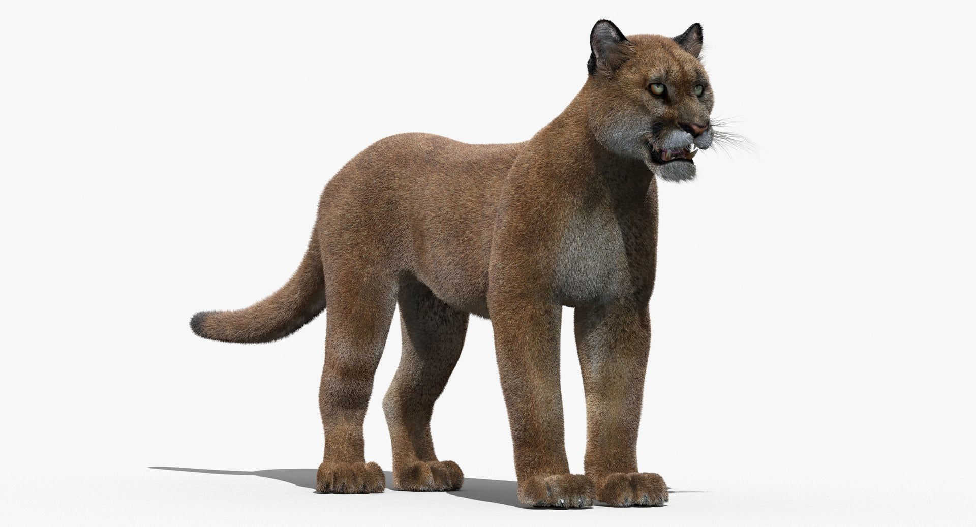 Cougar 3D Model with Fur for Download