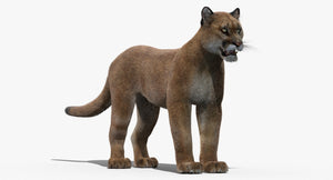 Cougar 3D Model with Fur for Download Thumbnail