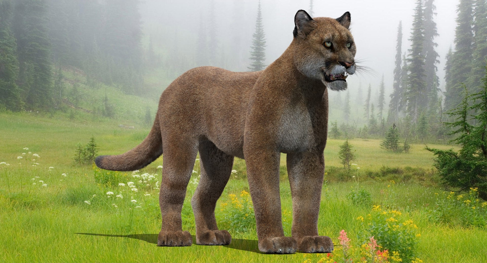 Realistic Puma Animal 3D Model with Fur