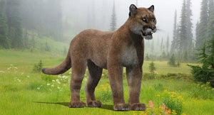 Realistic Puma Animal 3D Model with Fur Thumbnail