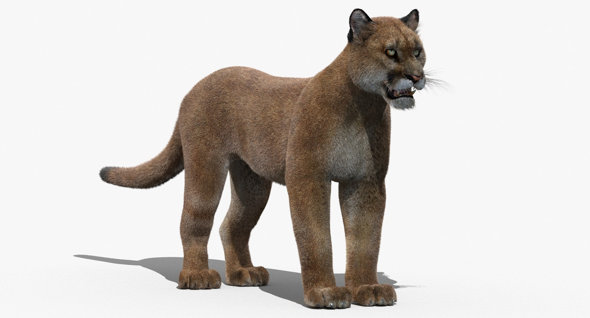3D model of a mountain lion on a white background