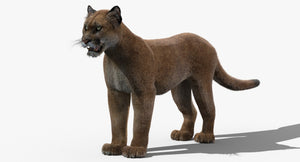 3D model of a mountain lion on a white background for download Thumbnail