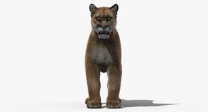 3D rendered mountain lion on a white background Thumbnail