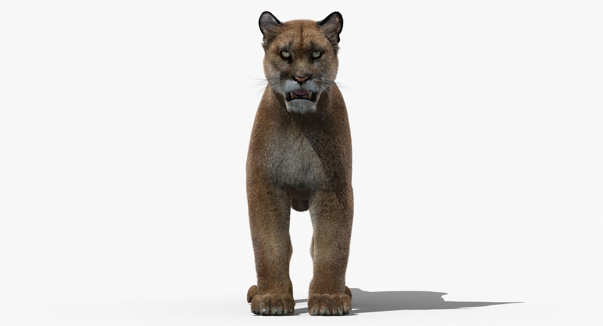 3D rendered mountain lion on a white background