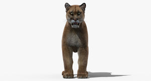 3D rendered mountain lion on a white background Thumbnail