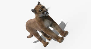 Cougar 3D Model for Download Thumbnail